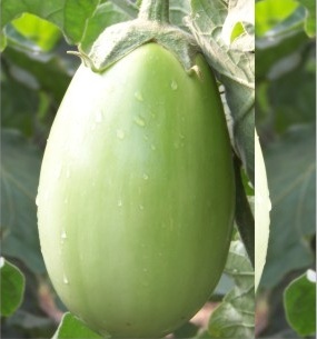 हाइब्रिड हैप्पी ग्रीन