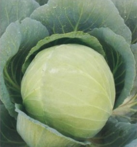 हाइब. अर्ली चैंपियन