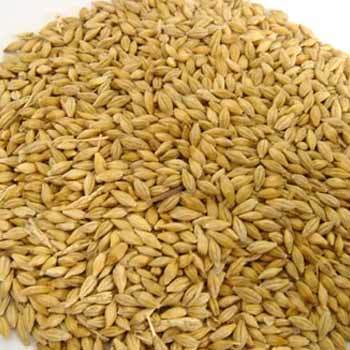 Barley