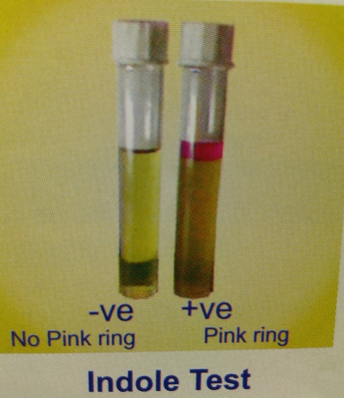 इंडोल परीक्षण