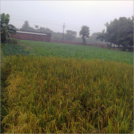 सब्जी के पौधे
