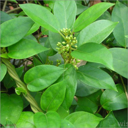 Gurmar Leaves