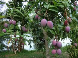 Fresh Mango Fruit