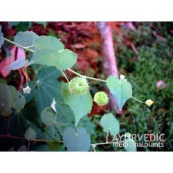 अतिबाला