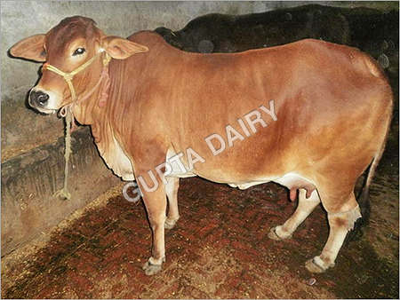 भूरी साहीवाल गाय
