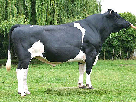 Holstein Friesian Bull - Breed: Hf