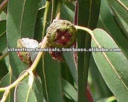 नीलगिरी के पौधे के अर्क की शुद्धता (%): 99.9%