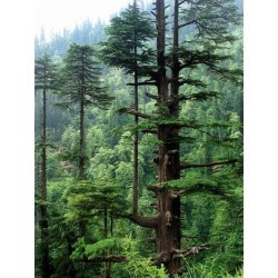 देवदारू