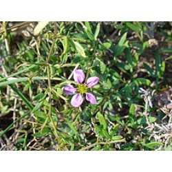 धनव्यास