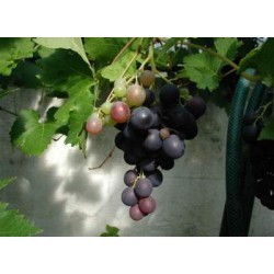 द्राक्ष