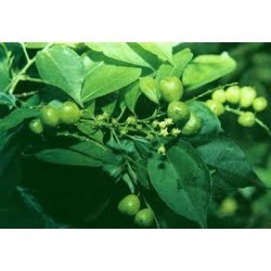 द्रवंती