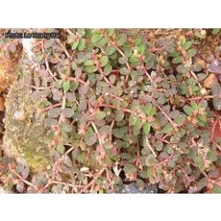 दुग्धिका