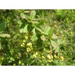 दारुहरिद्रा