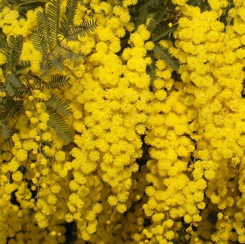 मिमोसा एब्सोल्यूट एज ग्रुप: बच्चे