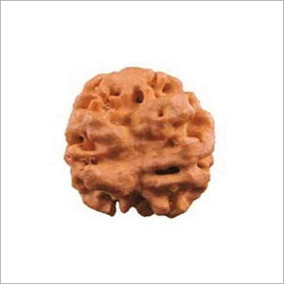 2 Mukhi Rudraksha