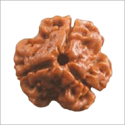 3 Mukhi Rudraksha