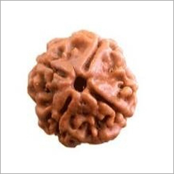 4 Mukhi Rudraksha