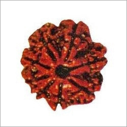 8 Mukhi Rudraksha
