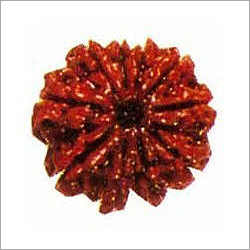 10 Mukhi Rudraksha