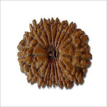 17 मुखी रुद्राक्ष