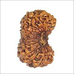 27 Mukhi Rudraksha
