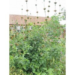 ग्रन्थिपर्णी