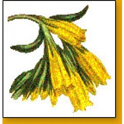 गोजिव्हा