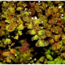 हंसपादि