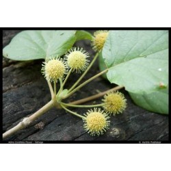 हरिद्रु