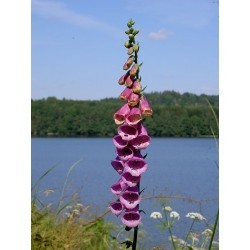 हृतपत्री