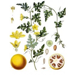 इंद्रवरुणी