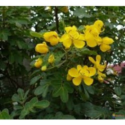 कस्मार्ड