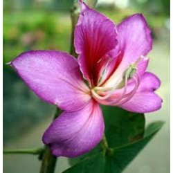 कांचनार