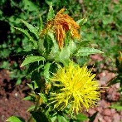Kusumbha