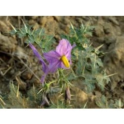 कांतकारी