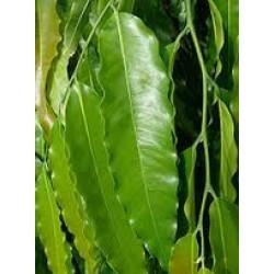 कस्तदारू