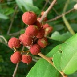 कम्पिलक