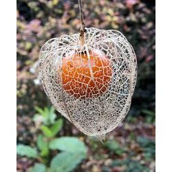 काकनाजा