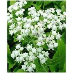 कुन्यान