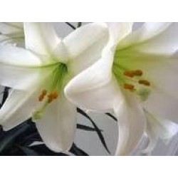 क्षीरकाकोली