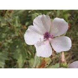 Khatmi