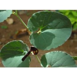 कीतमारी