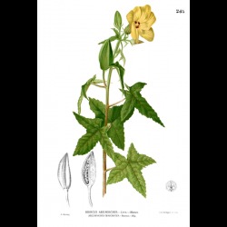 लताकस्तूरी