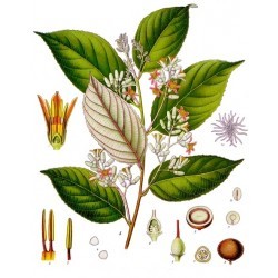 लोबान