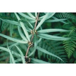 महामेदा