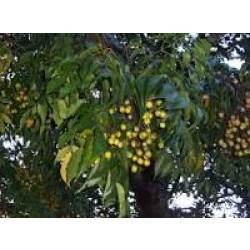 महानिम्ब