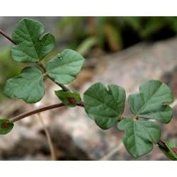 मुदगपर्णी