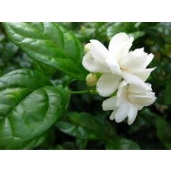 मल्लिका