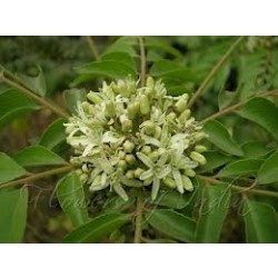 मयूरशिखा