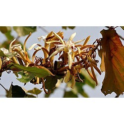 मुचुकंद